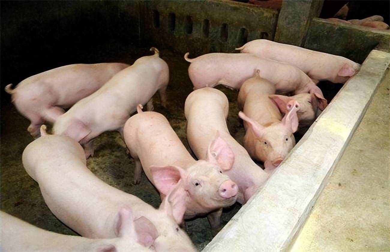 新三板创新层公司闽雄生物新增专利信息授权：“一种仔猪发酵饲料的饲料发酵装置”