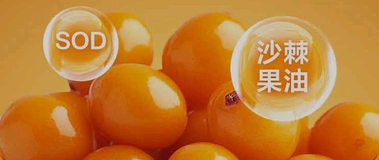 人保有温度,人保护你周全_2025沙棘行业市场规模及供需格局、未来投资前景分析