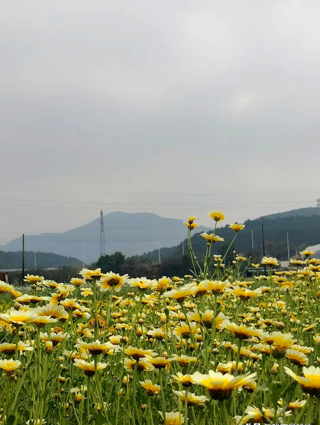 农业板块拉升，猪肉、鸡肉股亮眼，巨星农牧涨停
