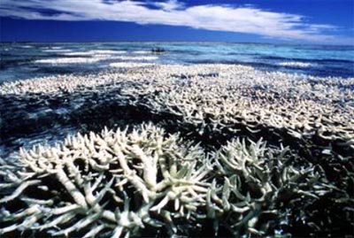 新研究:气候变化速度远超珊瑚礁迁移能力