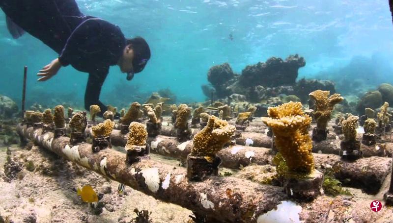 新研究:气候变化速度远超珊瑚礁迁移能力