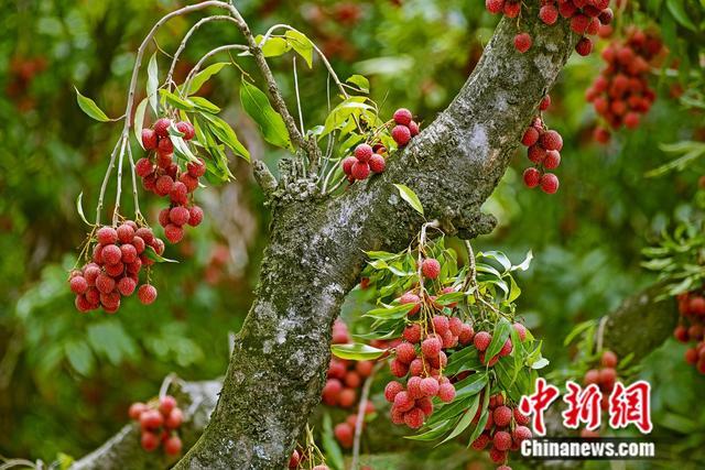 茂名荔枝“触网”记,“千亿扶持”如何让荔枝从“小特产”到“大生意”