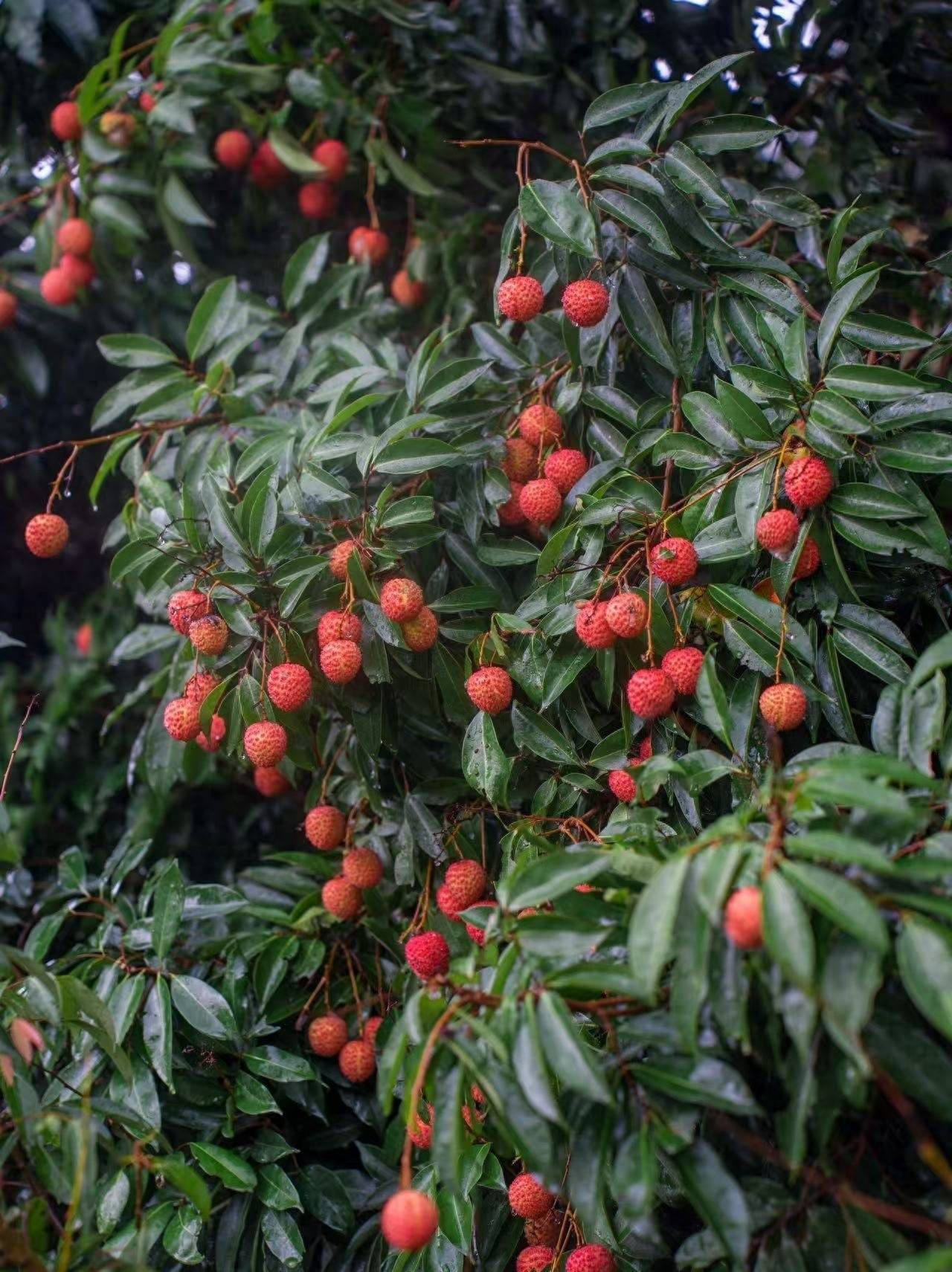 茂名荔枝“触网”记,“千亿扶持”如何让荔枝从“小特产”到“大生意”