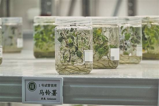 守护农业“芯片”！走进种子“诺亚方舟”