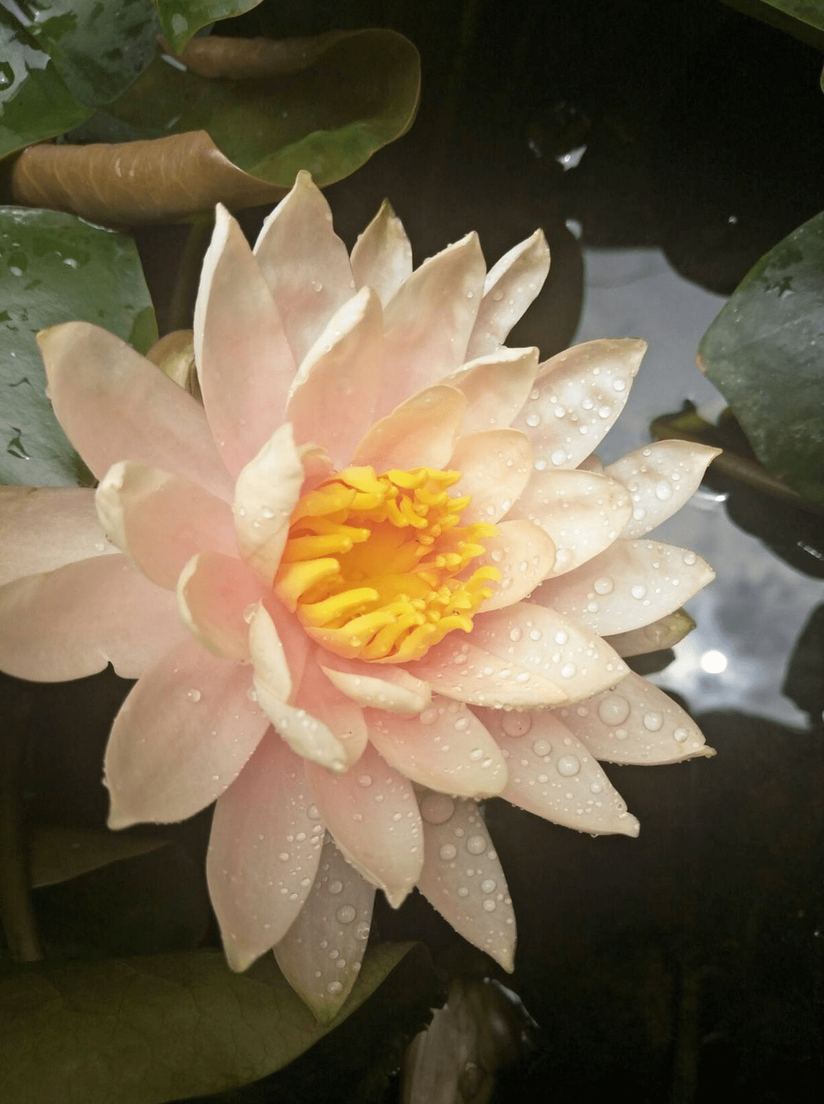 元隆雅图获得外观设计专利授权：“摆件（睡莲花花）”