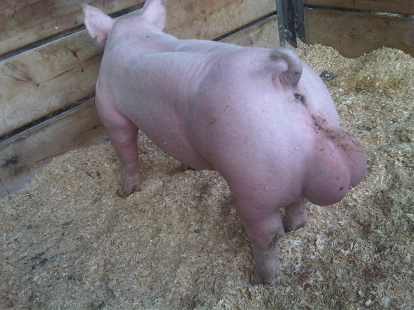 新 希 望获得发明专利授权：“一种猪只盘点方法、装置、设备及存储介质”