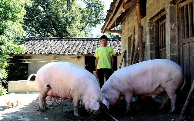 新 希 望获得发明专利授权：“一种猪只盘点方法、装置、设备及存储介质”