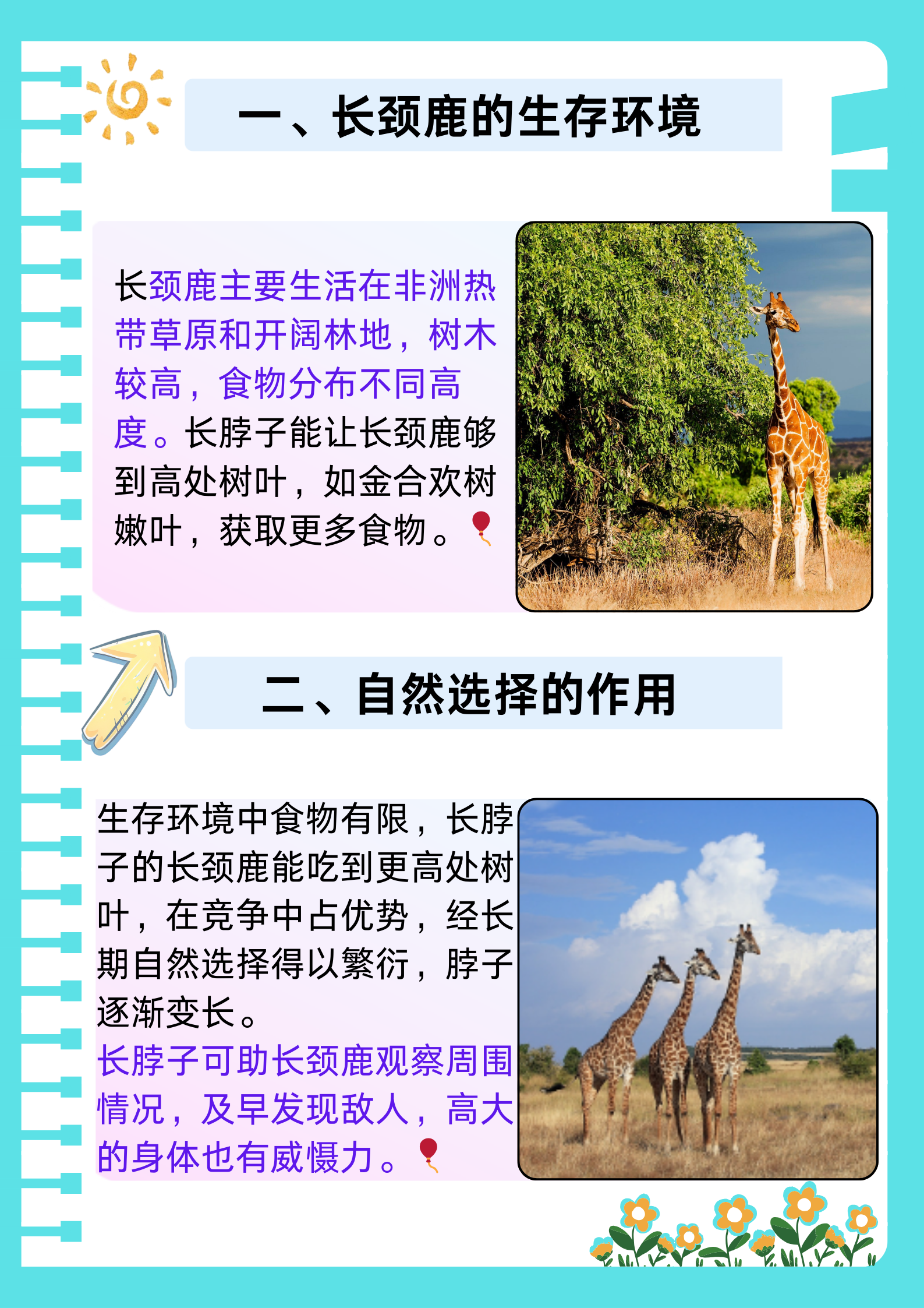 世界自然保护联盟确认长颈鹿有4个种