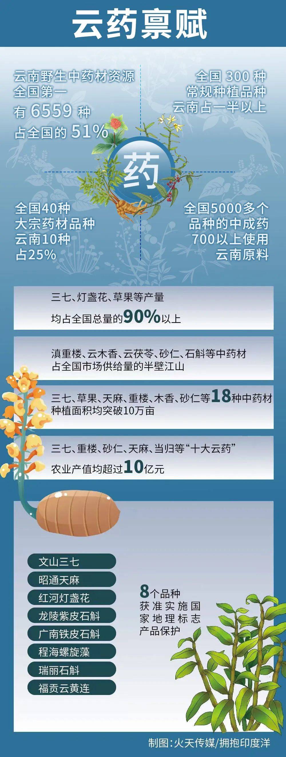 人保财险 ,人保有温度_2025年当归种植行业：中药材产业基石