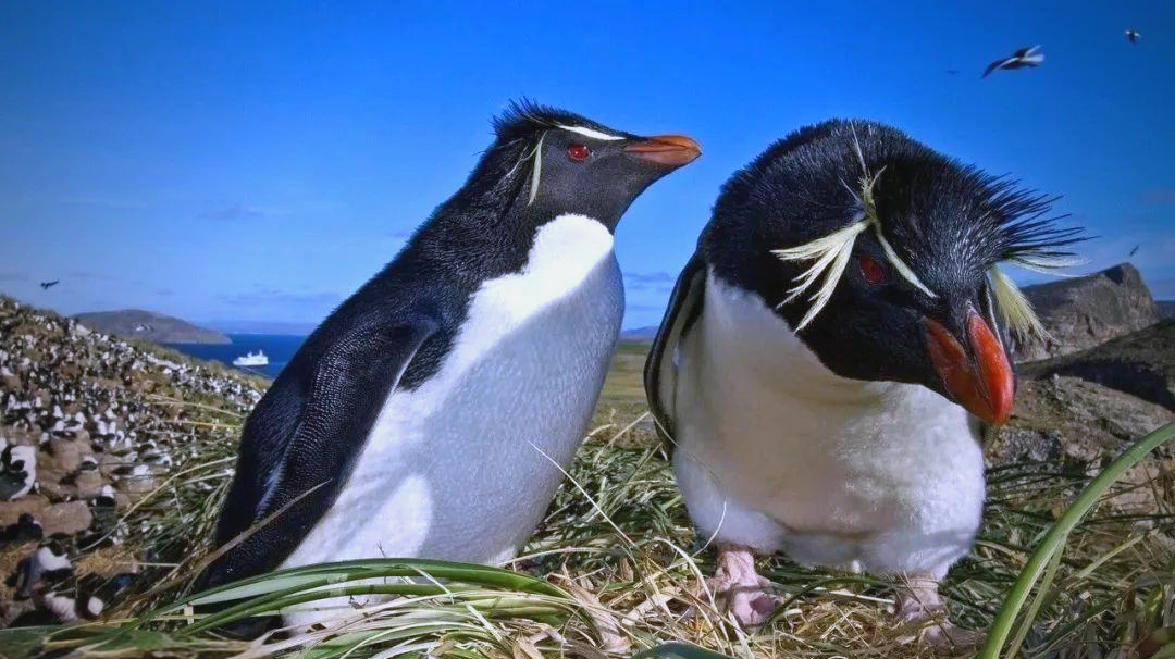 研究:新西兰三种冠企鹅种群生存现状迥异