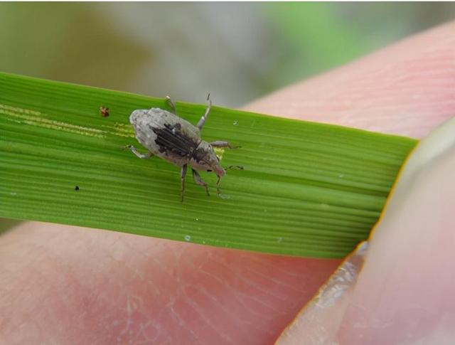 东方海洋获得发明专利授权:“一种利用二倍体雌配子体孤雌生殖进行海带苗种培育的方法”