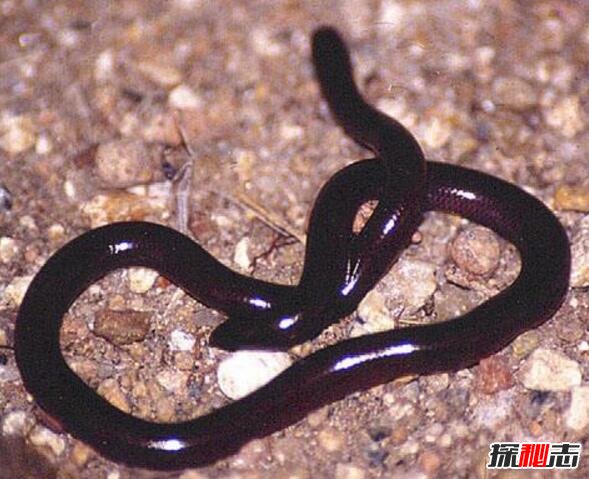 东方海洋获得发明专利授权:“一种利用二倍体雌配子体孤雌生殖进行海带苗种培育的方法”