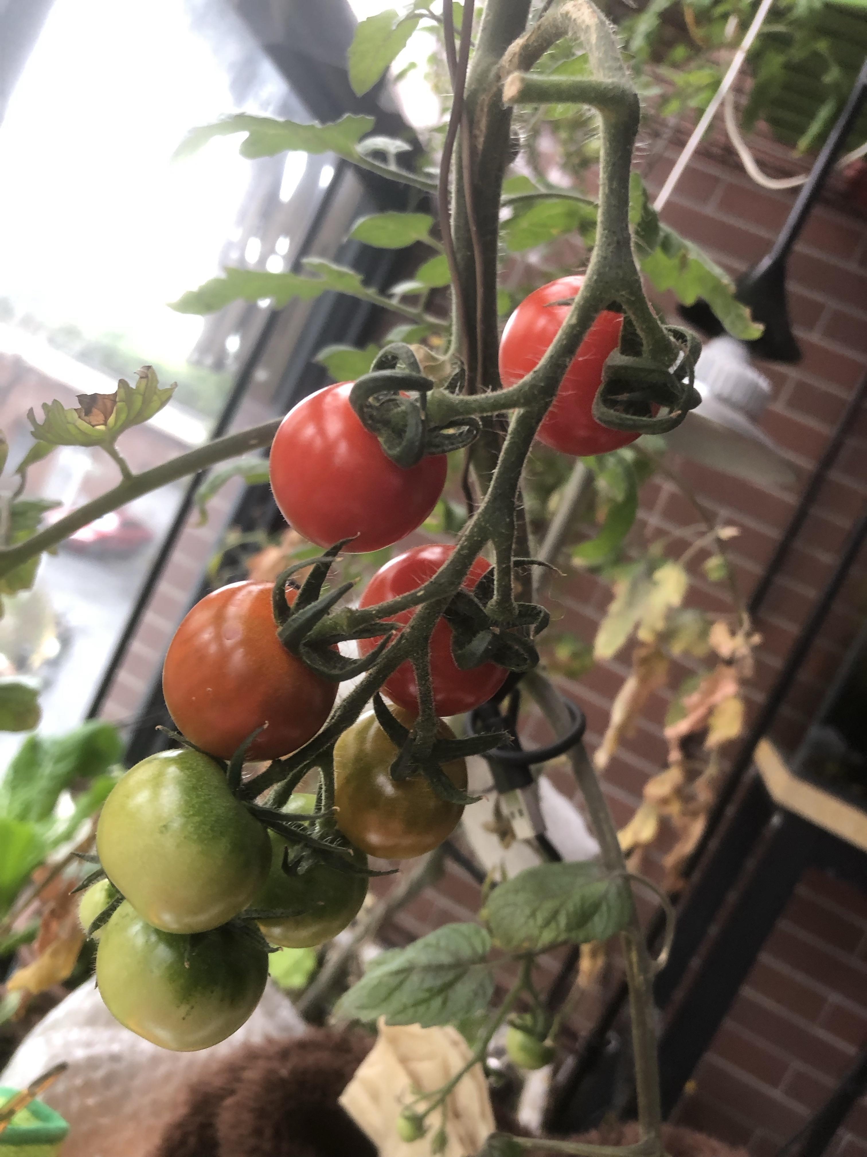 （乡村行・看振兴）山西闻喜乡村蜕变：一颗番茄从“试种”到“品牌”