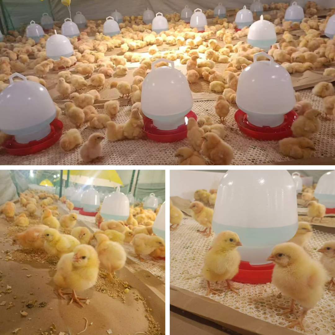 益生股份:法国禽流感未对公司引种计划造成影响