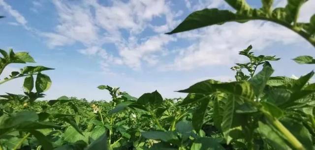 四川乡城:高原特产走出田间 飘香四海引游人