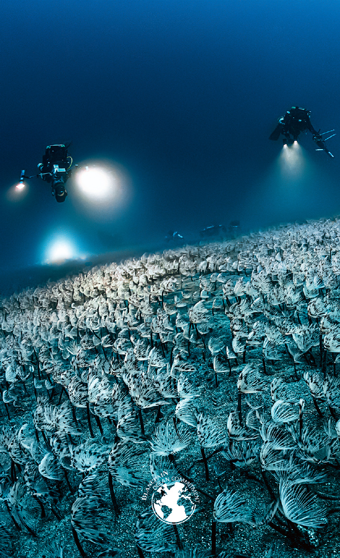 蔚蓝锂芯：10月13日召开董事会会议