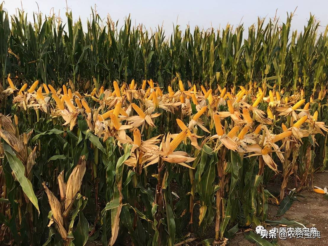 玉米种侵权遭最高院判赔超5000万元 侵权者曾申请IPO