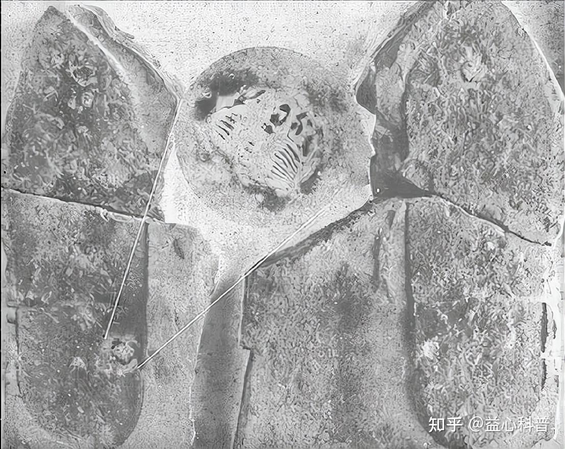 远古发现|2.5亿年前一场“森林倒塌”,如何演变成全球性灾难