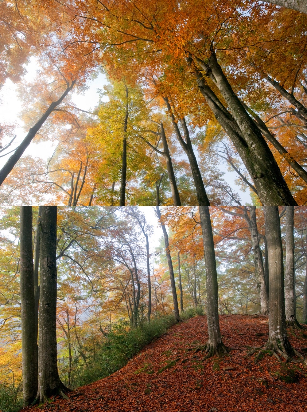 占全球市场25% 来自秦巴腹地的竹剑何以行走“天涯”?