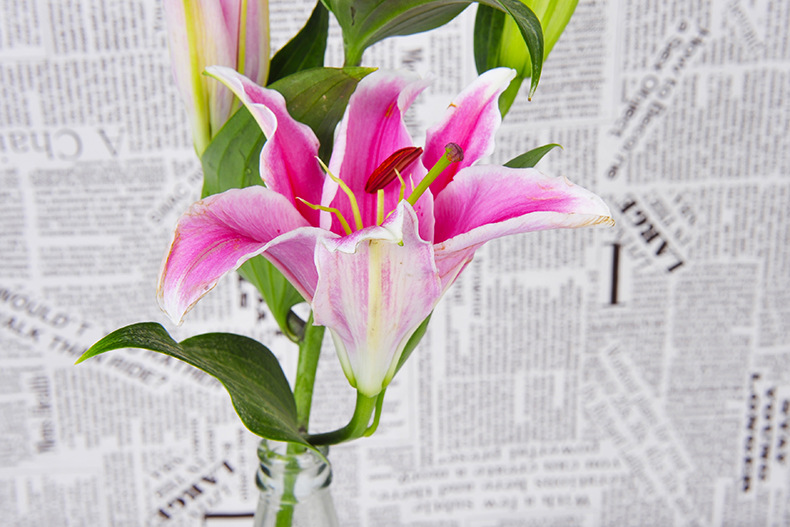 百合花成交额创2017年1月6日以来新高