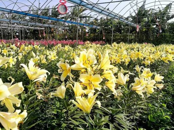 百合花成交额创2017年1月6日以来新高