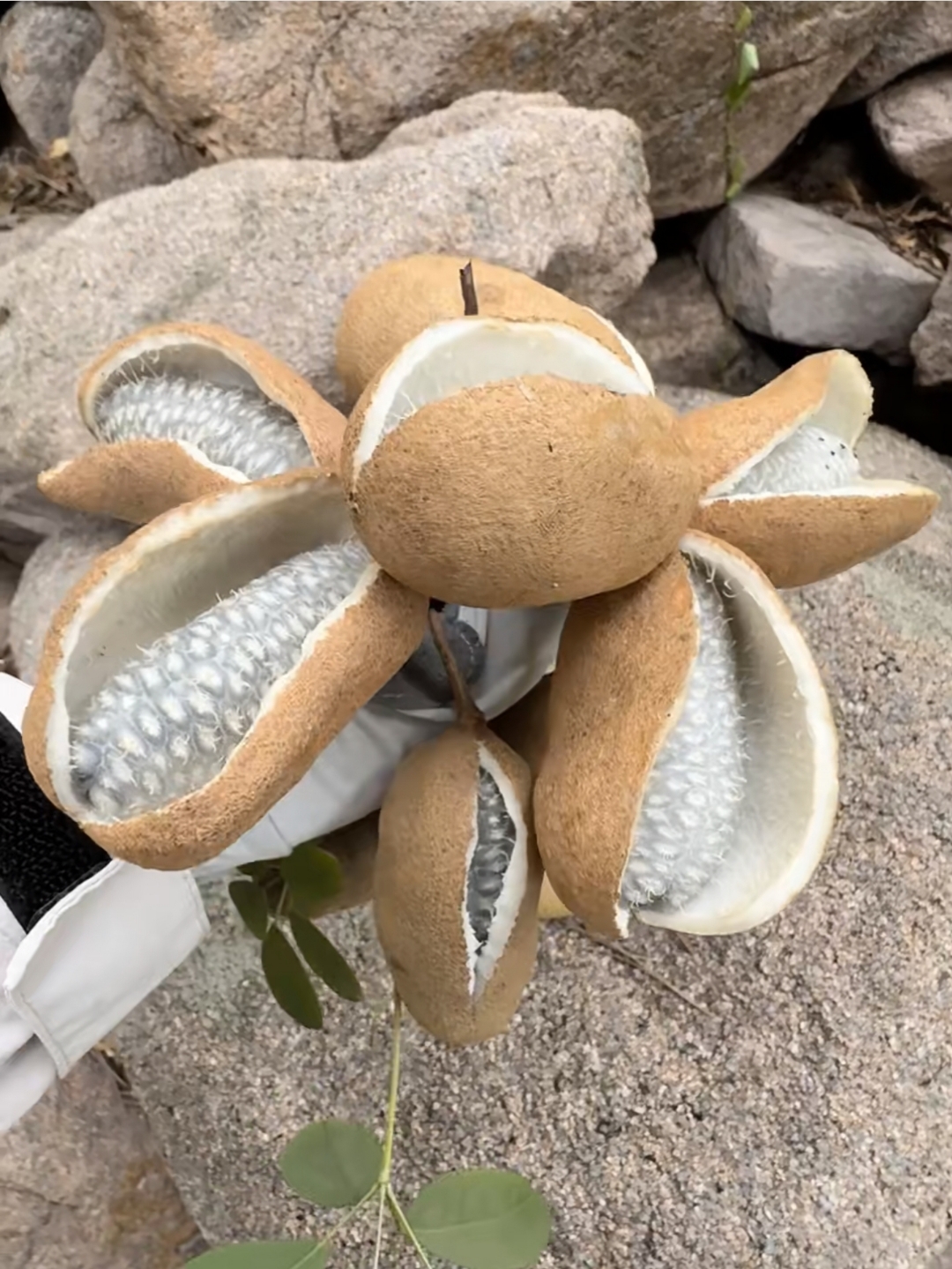 冠中生态获得发明专利授权：“一种用于团粒喷播植被恢复的种子层喷制方法”