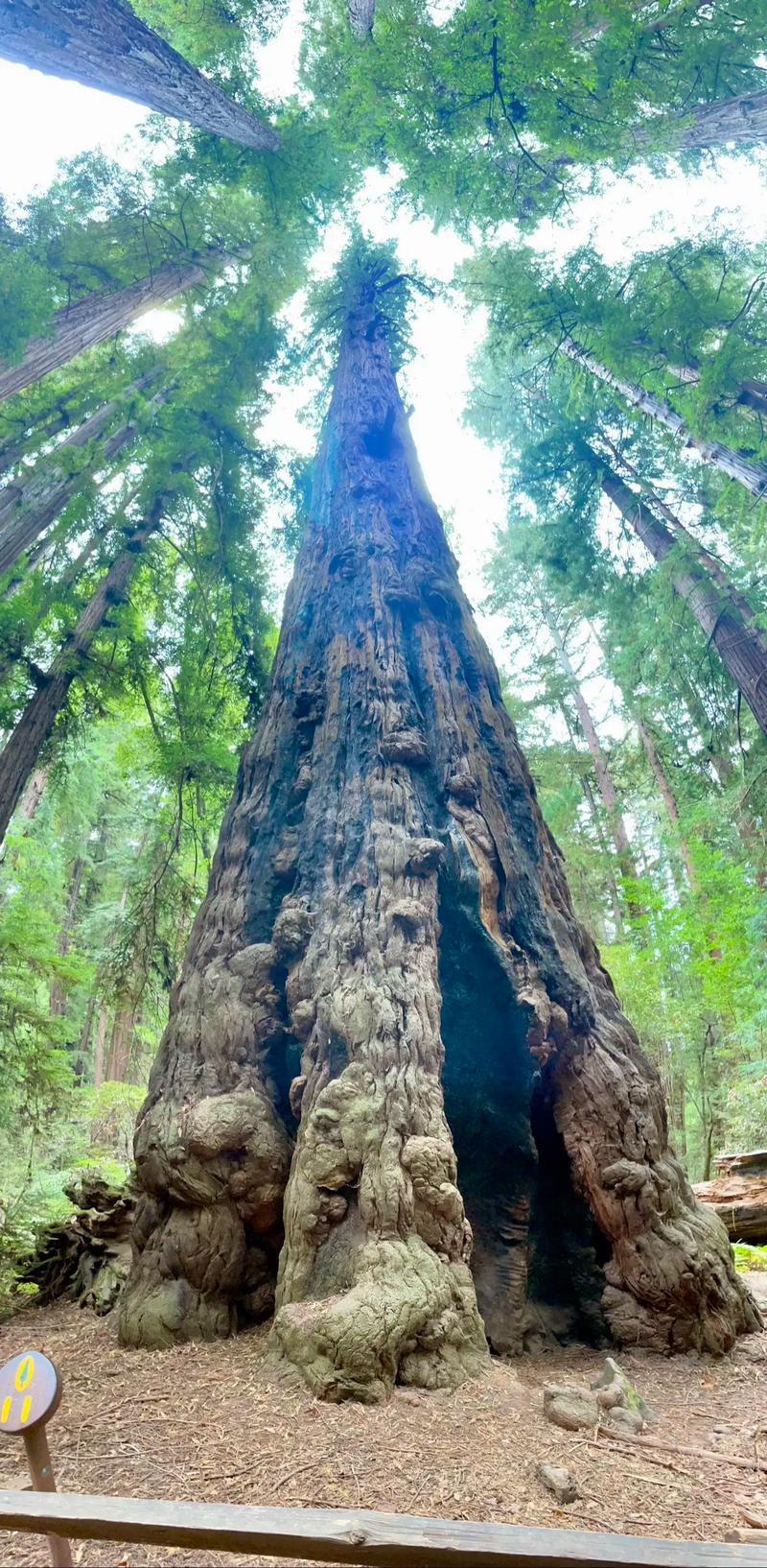 新发现:“固碳能手”红树林树干会“吐碳”