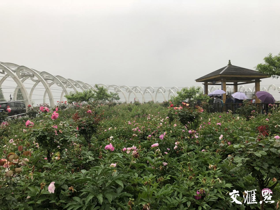 浙江县域观察：山村“文化种子”绽放“希望之花”