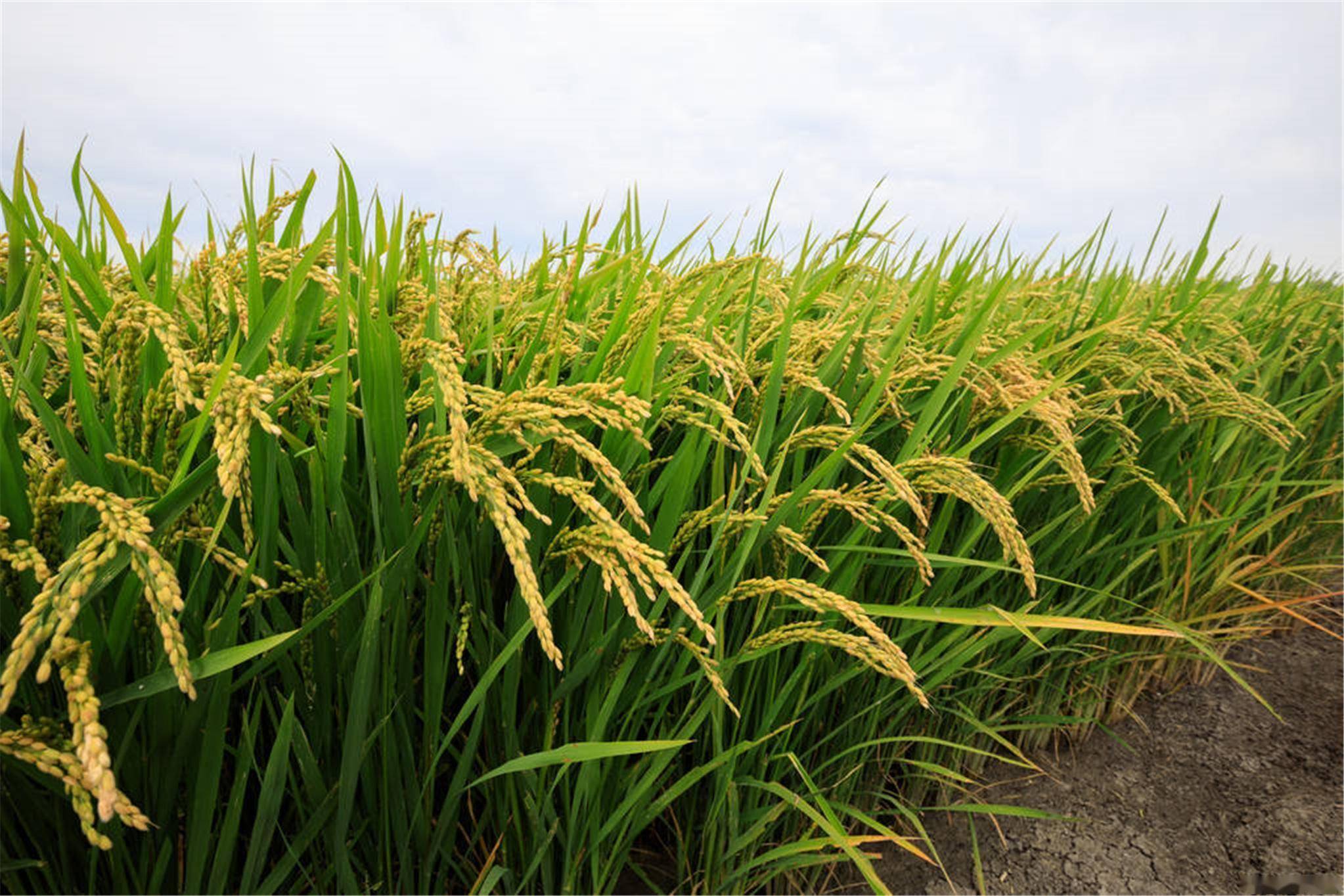 日媒:日本新米交易价格创历史新高