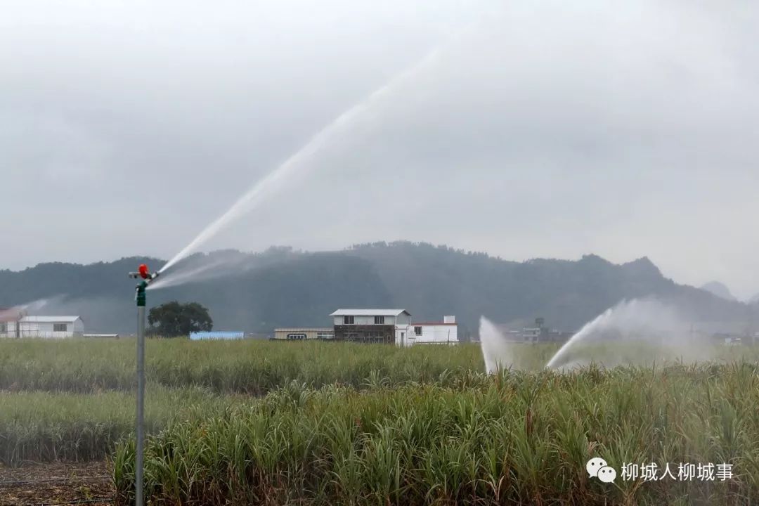 机收助广西柳城“甜蜜事业”收割效率大增