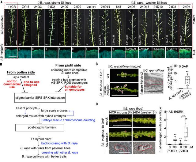 我国科学家揭示远缘花粉与雌蕊柱头的识别机制