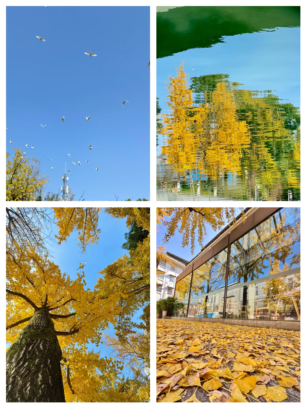 成都迎来银杏观赏季