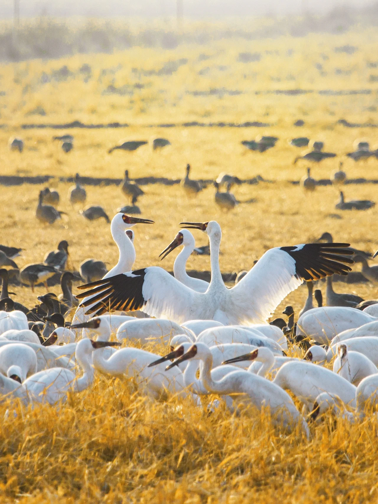 鄱阳湖多水域迎来越冬候鸟迁徙高峰
