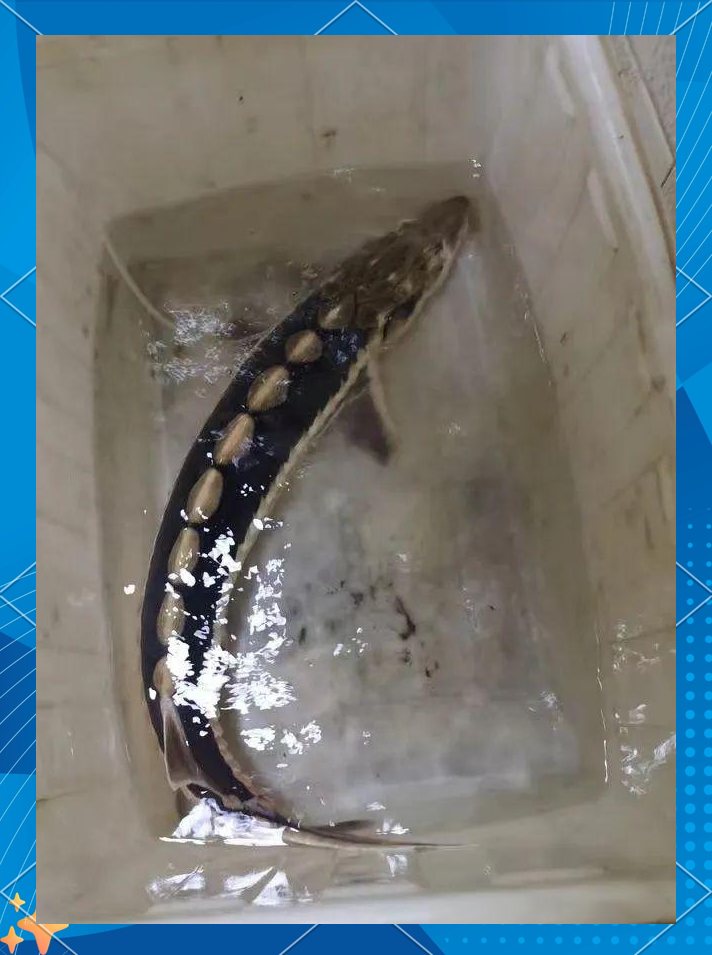 我国首次繁育出子三代中华鲟