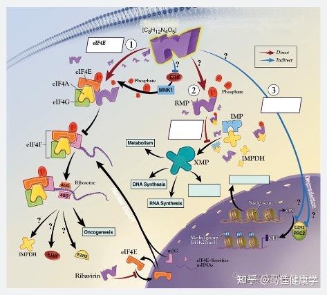 拓新药业:子公司规模化生产利巴韦林原料药