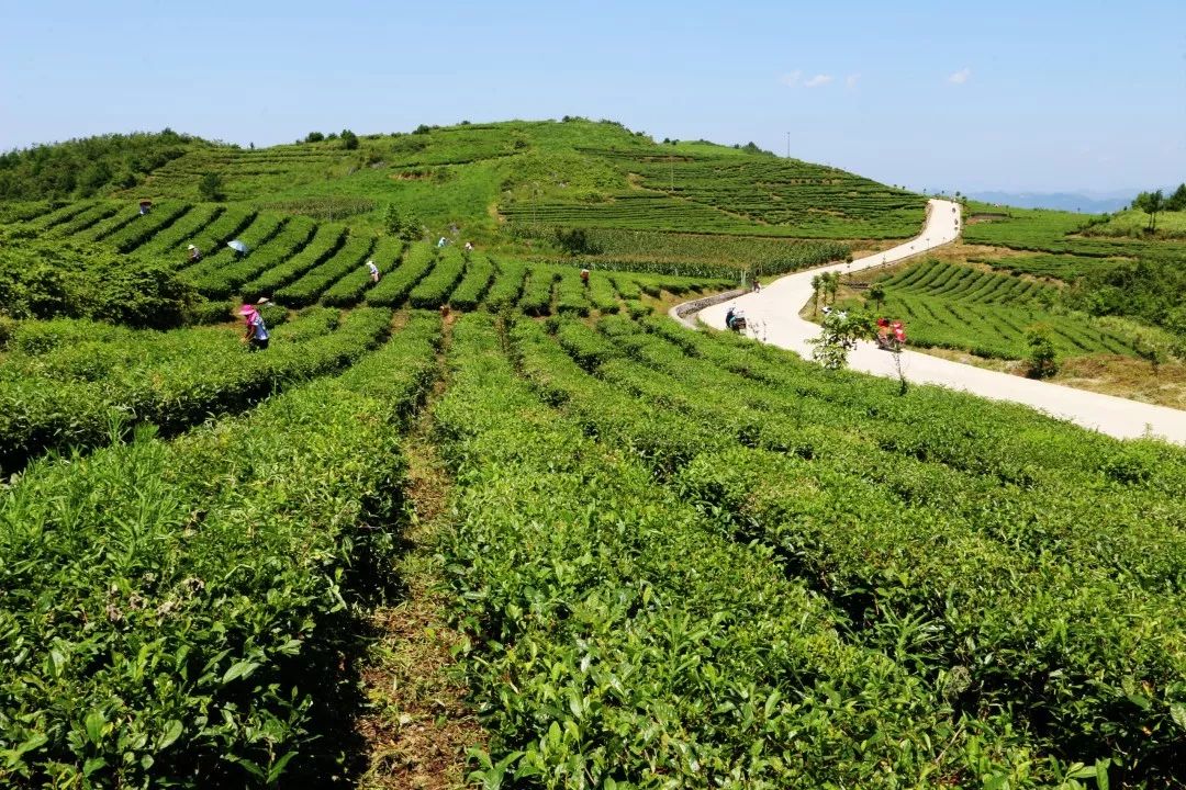 深圳新阶层人士高青:石英晶体产业里的突围与坚守