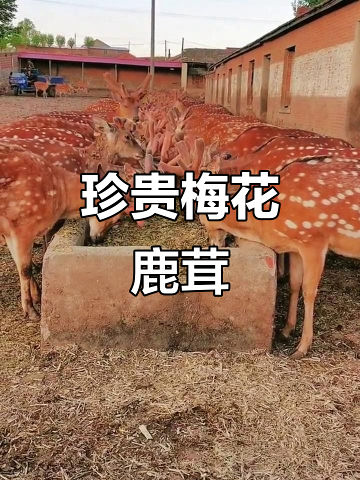 拥有“如意行”驾乘险,出行更顺畅!,人保护你周全_药材行业前沿洞察 中药材全球价值链 道地种植标准与活性成分提取的产业化路径