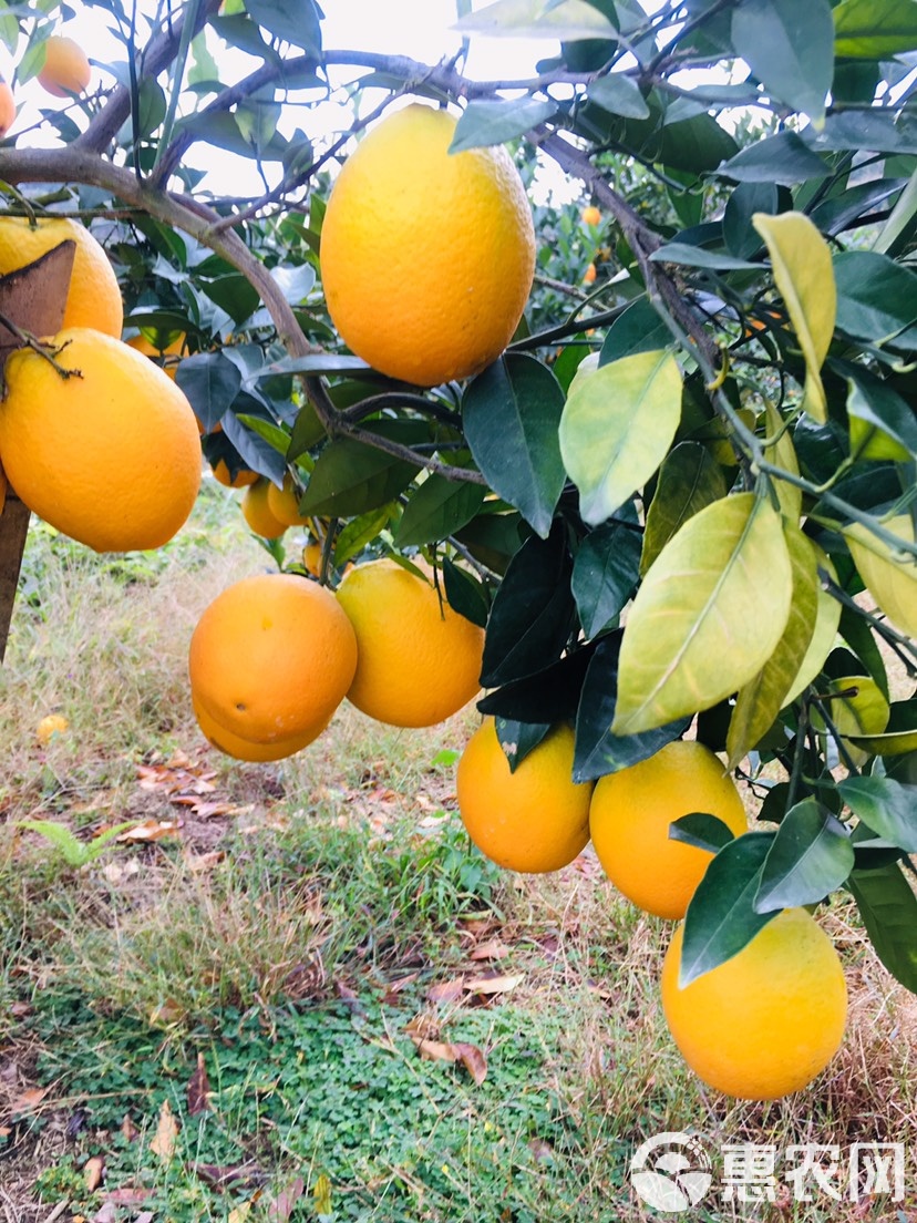 江西安远构建多元销售体系 助推脐橙香飘海内外