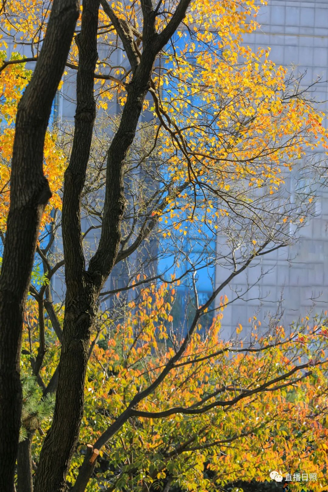 宁夏遭遇异常“暖冬” 12月平均气温达60余年来第4高值