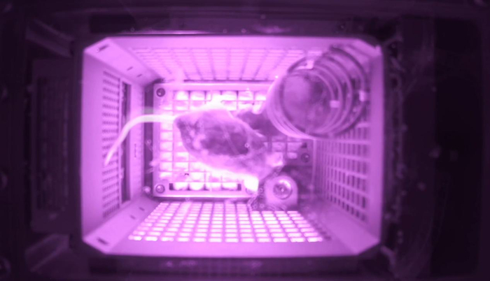 “航空小鼠飞天记”主题科普活动在国家动物博物馆举办