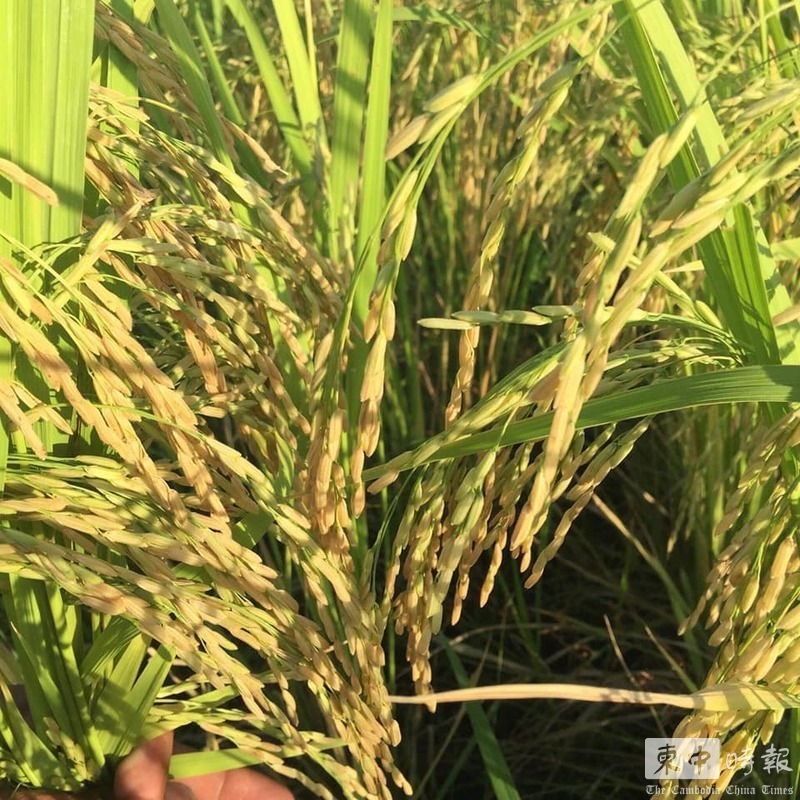 柬埔寨2025年大米出口量创历史新高