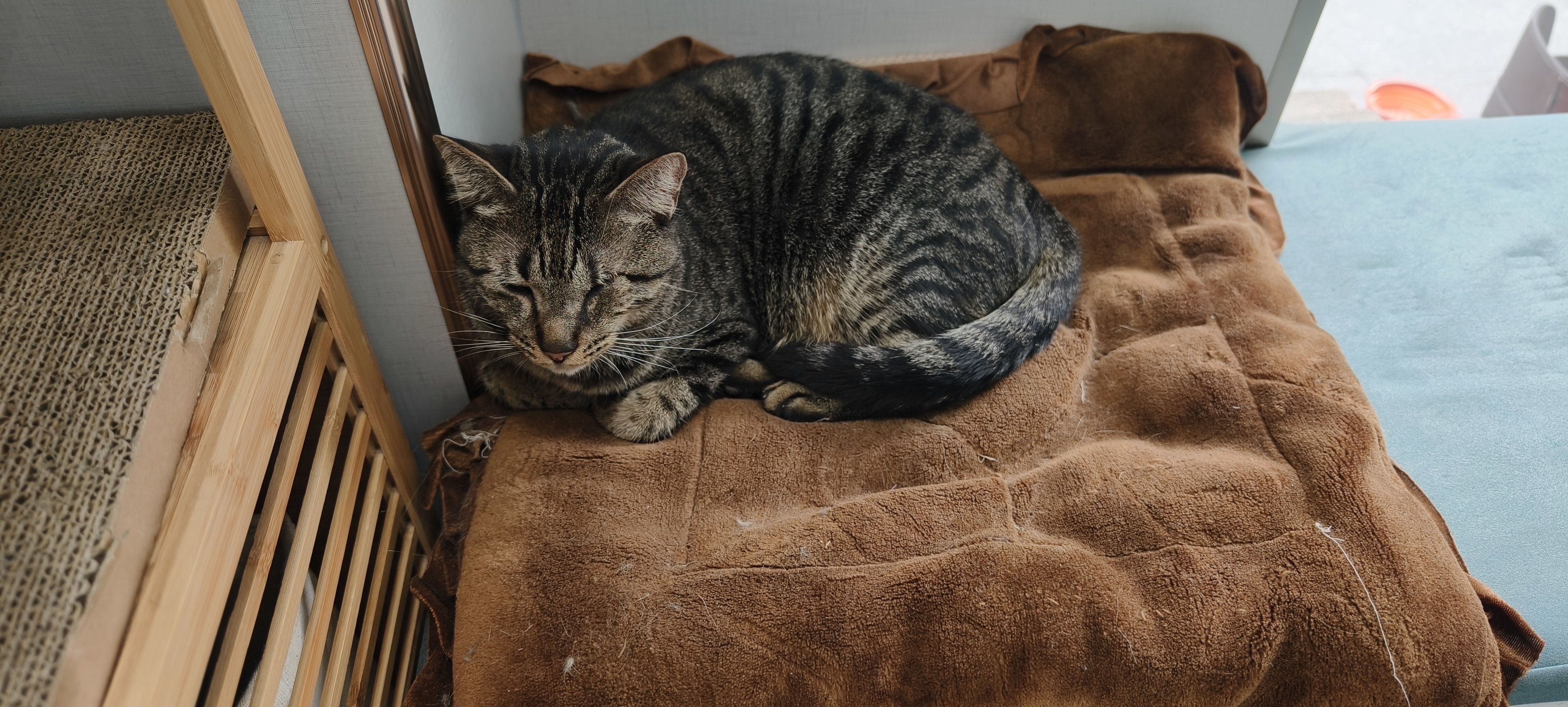 冲刺“宠物医院第一股”！瑞派宠物三年累亏超3亿，扩张急刹车、17.9亿商誉高悬