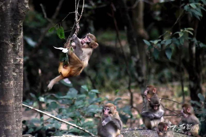 广西百色市田阳区野生猴群觅食损坏农作物 当地通报情况