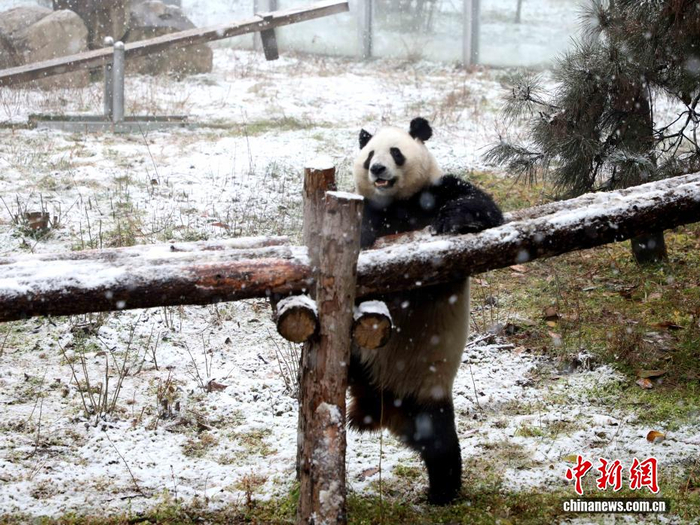 秦岭南北迎强降雪 陕西多景区“闭门谢客”