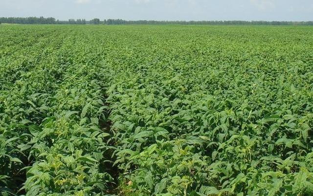 2026大豆种植行业市场供需格局及未来趋势深度分析_保险有温度,人保车险