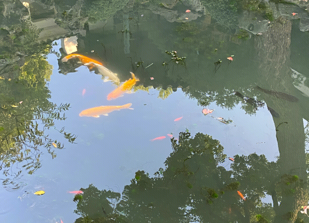 新人涌入“宝黛恋”园林领证 苏州姑苏区结婚登记量增长88.8%