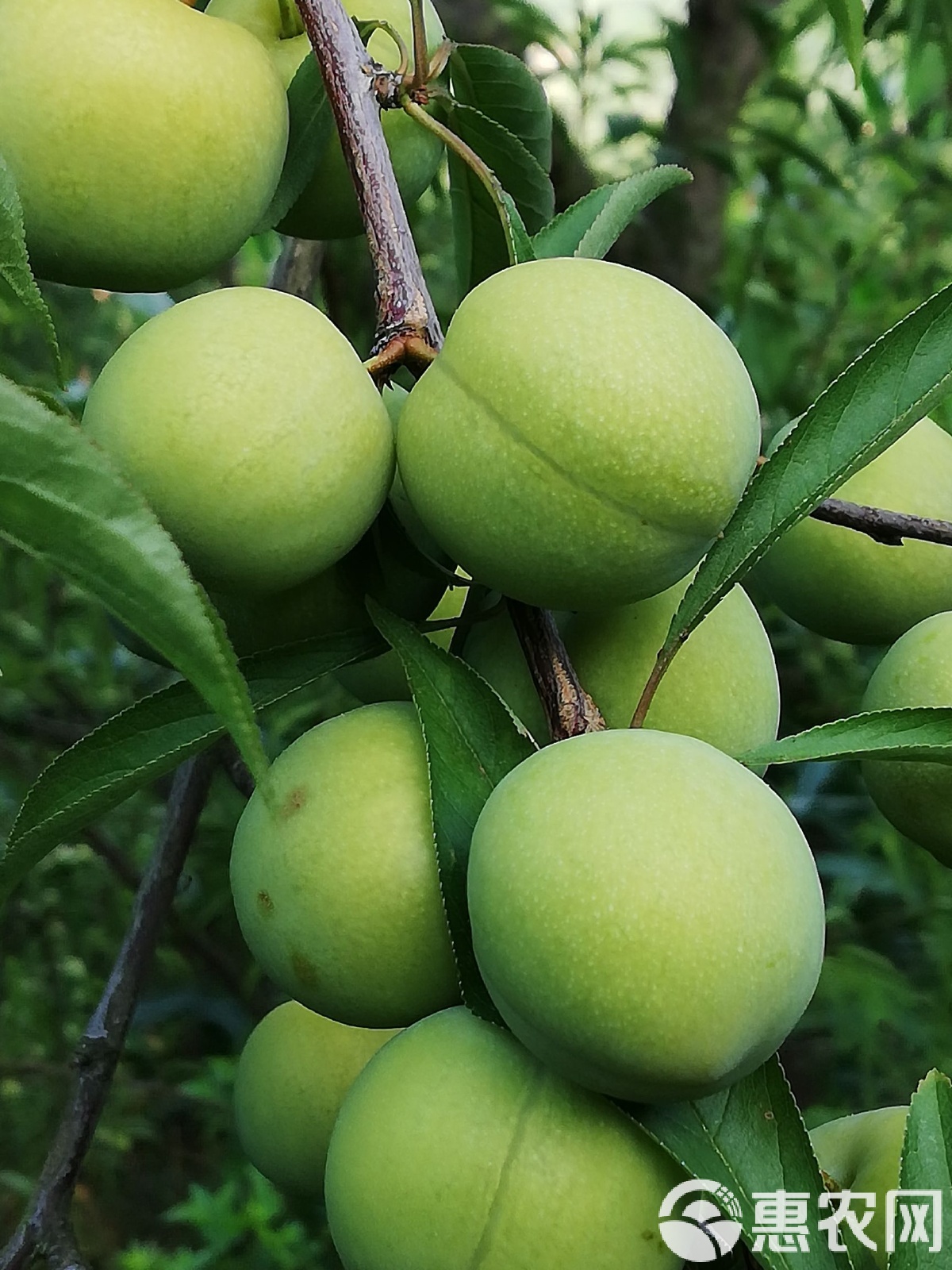 江山股份加码绿色农药背后：核心农药业务疲软，去年三季报盈利较同期高点下降逾八成