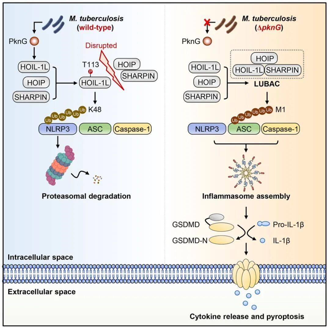 新研究揭示免疫系统的“快速刹车”机制