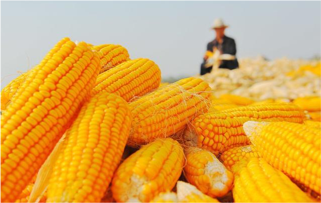 玉米概念涨2.65%，主力资金净流入10股