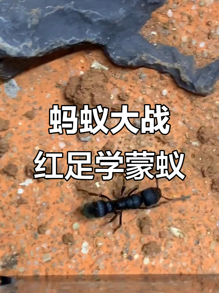 我国科研人员发现同巢蚂蚁互相攻击的原因